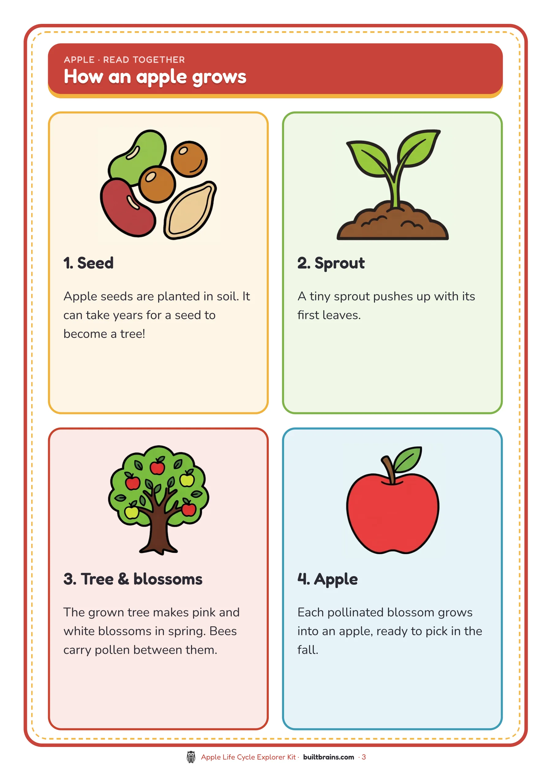 Apple Life Cycle Explorer Kit — page preview 1