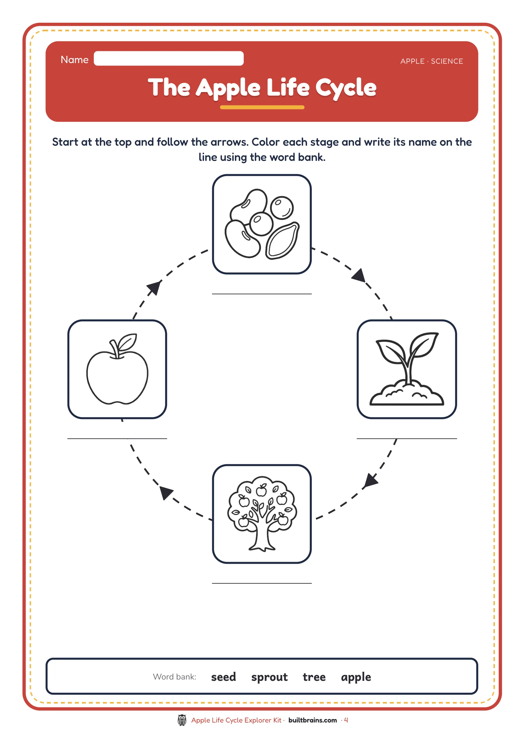 Apple Life Cycle Explorer Kit — page preview 2
