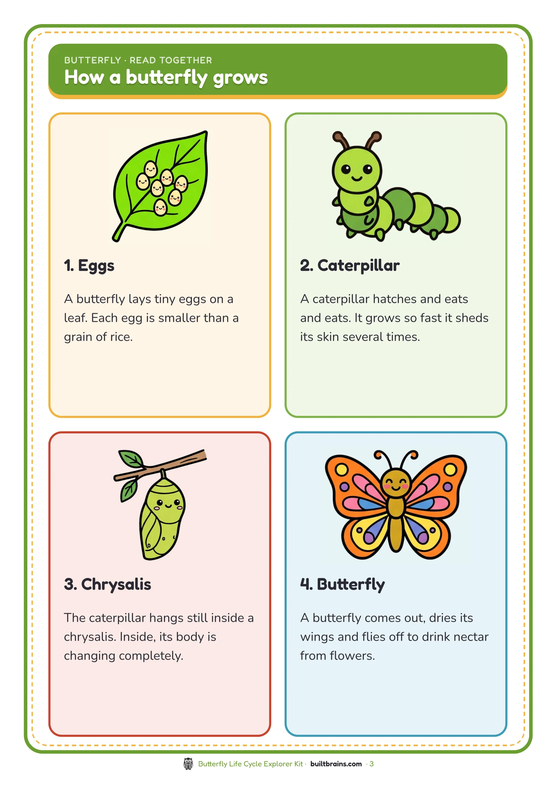 Butterfly Life Cycle Explorer Kit — page preview 1