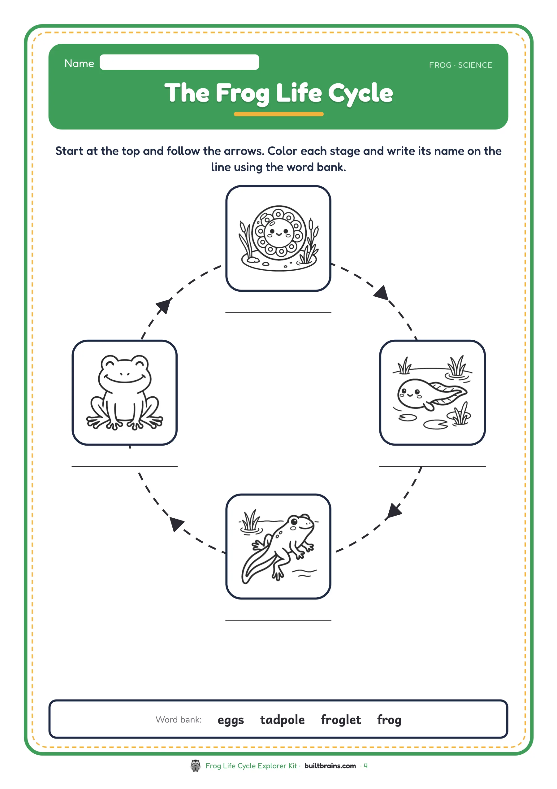 Frog Life Cycle Explorer Kit — page preview 2